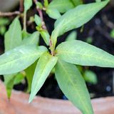 叻沙叶种苗（laksa leaves)